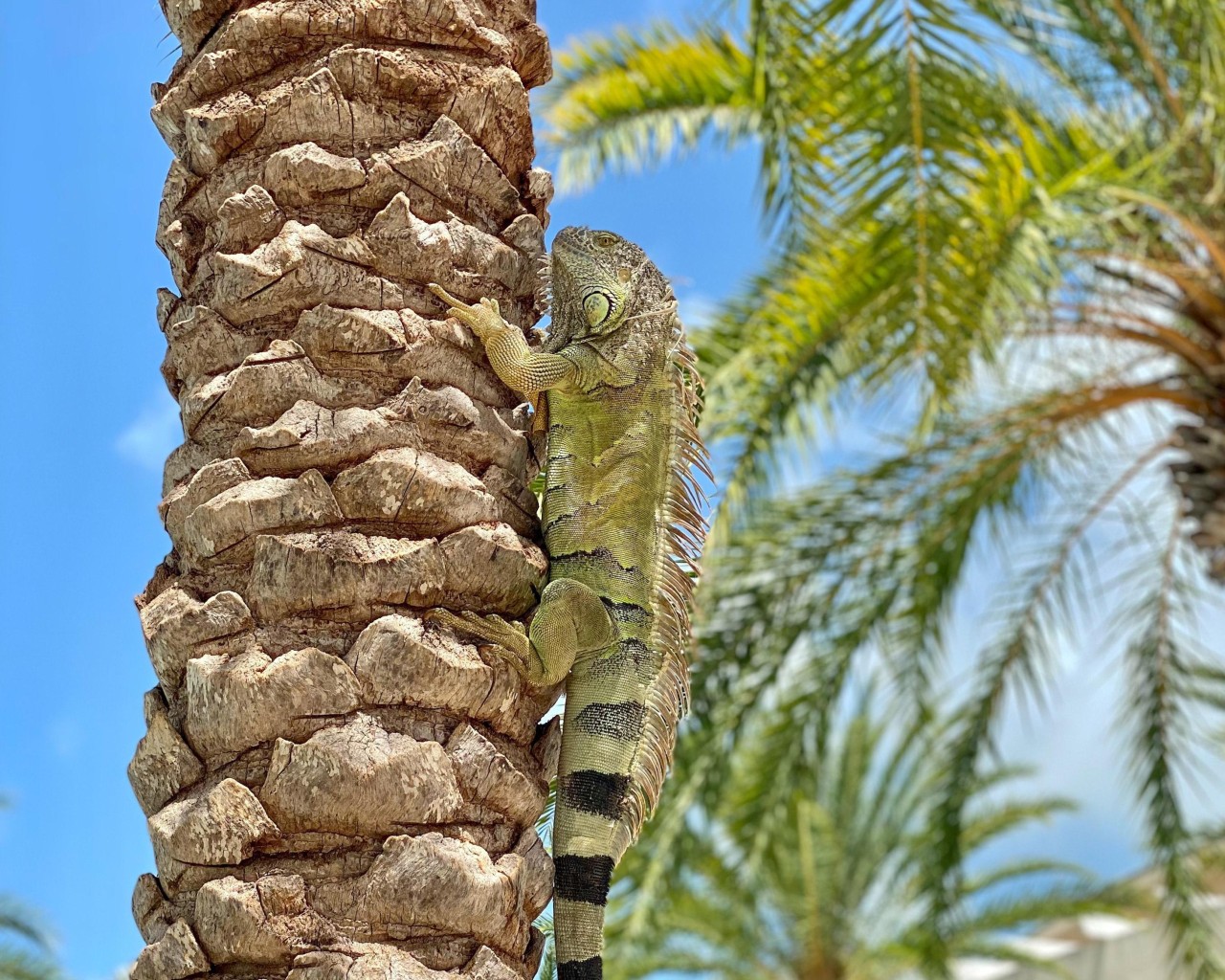 Key Largo FL, Verenigde Staten