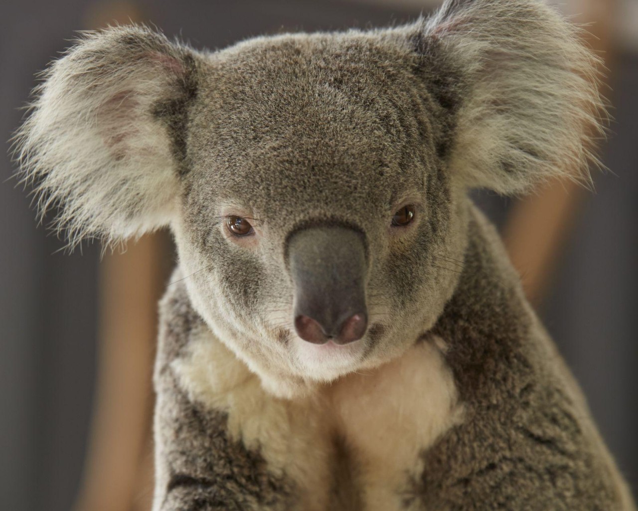 Brisbane, Australië