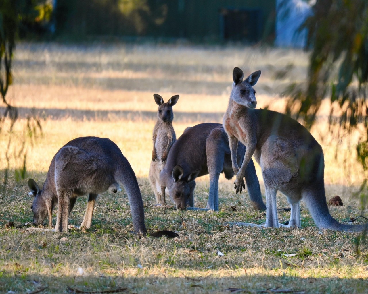 Halls Gap, Australië